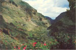 Barranco de Guayadeque 